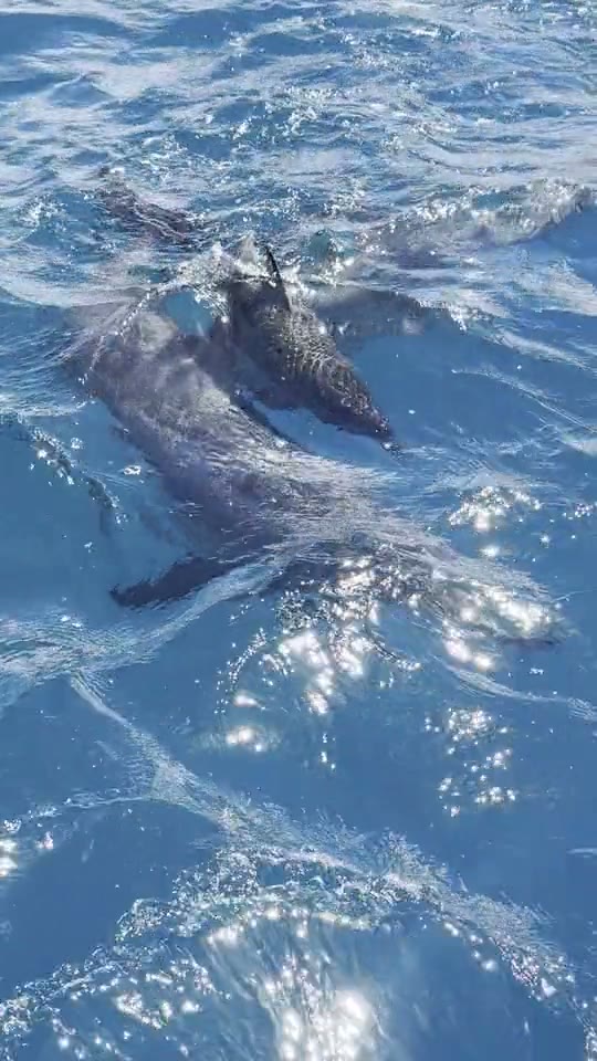 Dolphins on a No-Wind Day in Mauritius